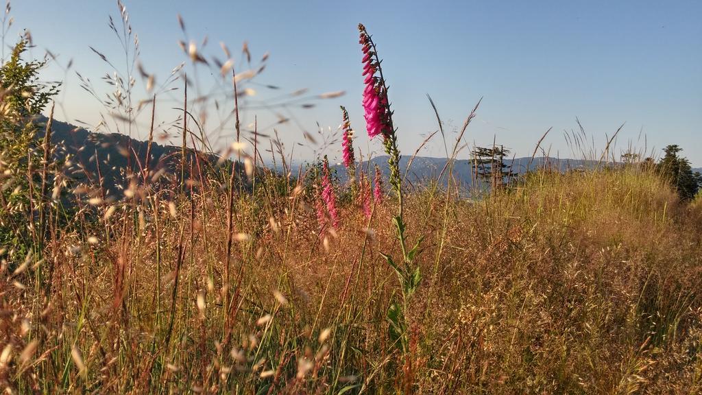 Pod Klimczokiem I Panzió Szczyrk Kültér fotó